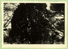 Ponad trzystuletni jałowiec w zespole parkowo-pałacowym w Neplach [dokument ikonograficzny]