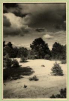 Zalesione wydmy nad Bugiem k. Janowa Podlaskiego [dokument ikonograficzny]