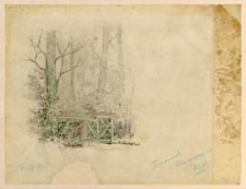 Fragment parku w Romanowie [dokument ikonograficzny]