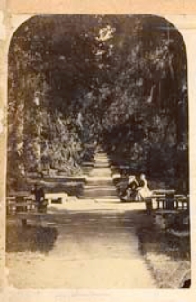 Aleja świerkowa w parku dworskim w Romanowie [dokument ikonograficzny]