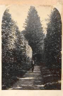 Park dworski w Romanowie [dokument ikonograficzny]