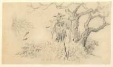 Strach na wróble [dokument ikonograficzny]